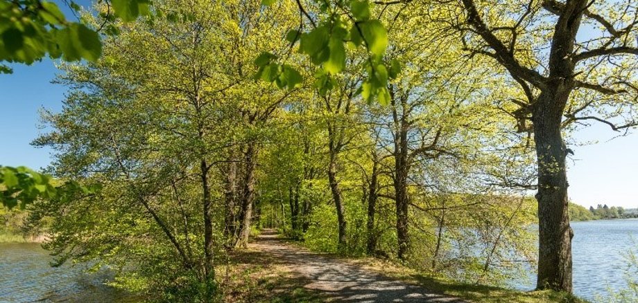 Ein Bild von Bäumen die an Wasser stehen
