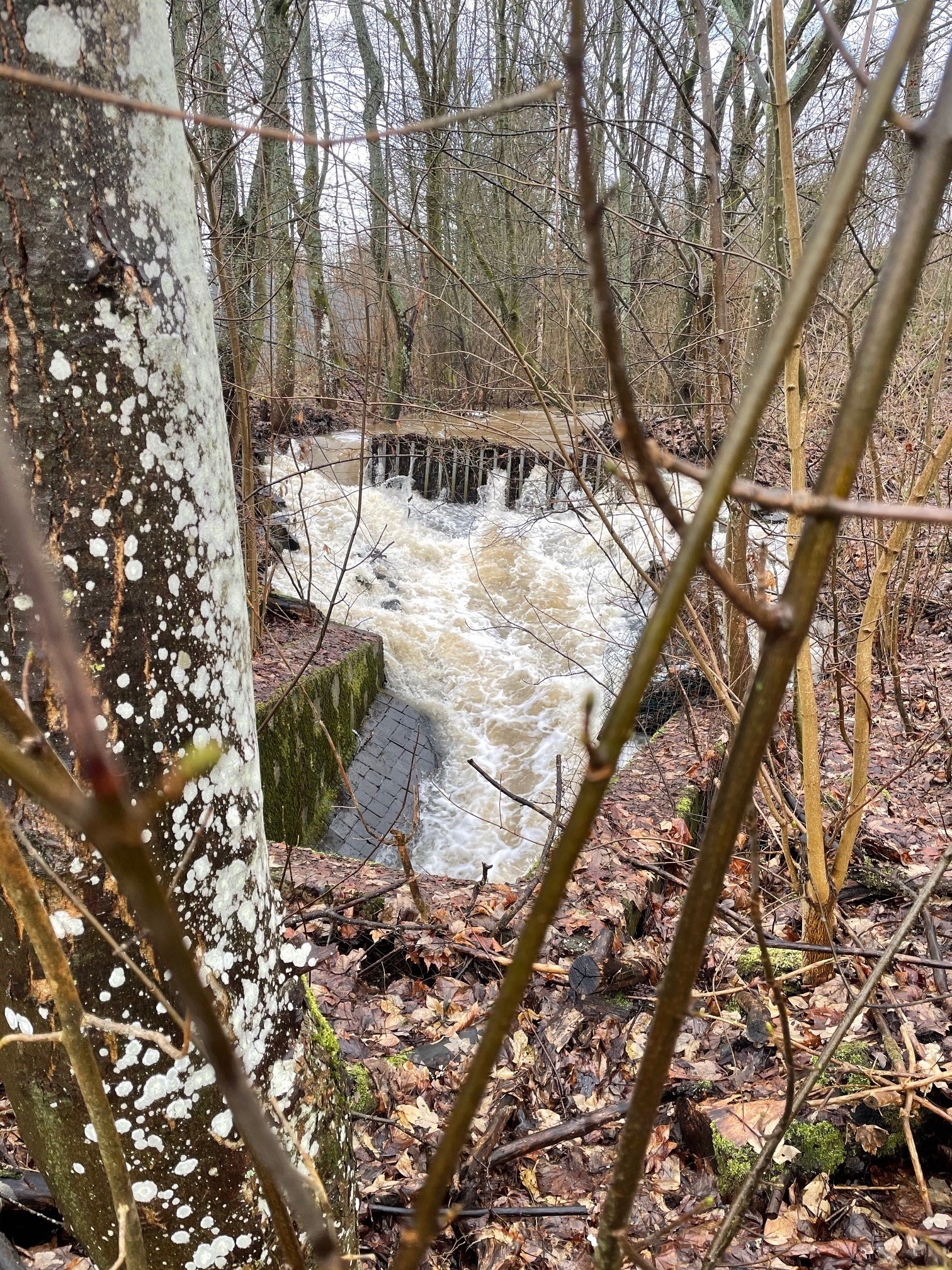 Hochwasser am Rothenbach