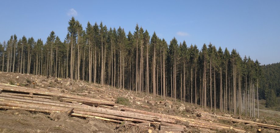 Windwurf und Borkenkäfer-Kalamität im Forstamt Prüm
