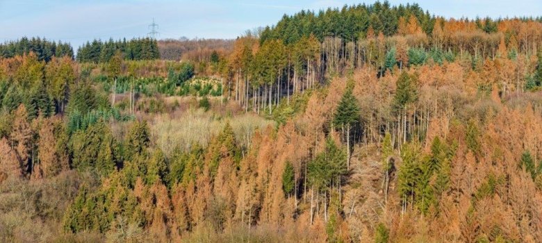 Foto eines Waldes der durch Borkenkäfer krank wurde