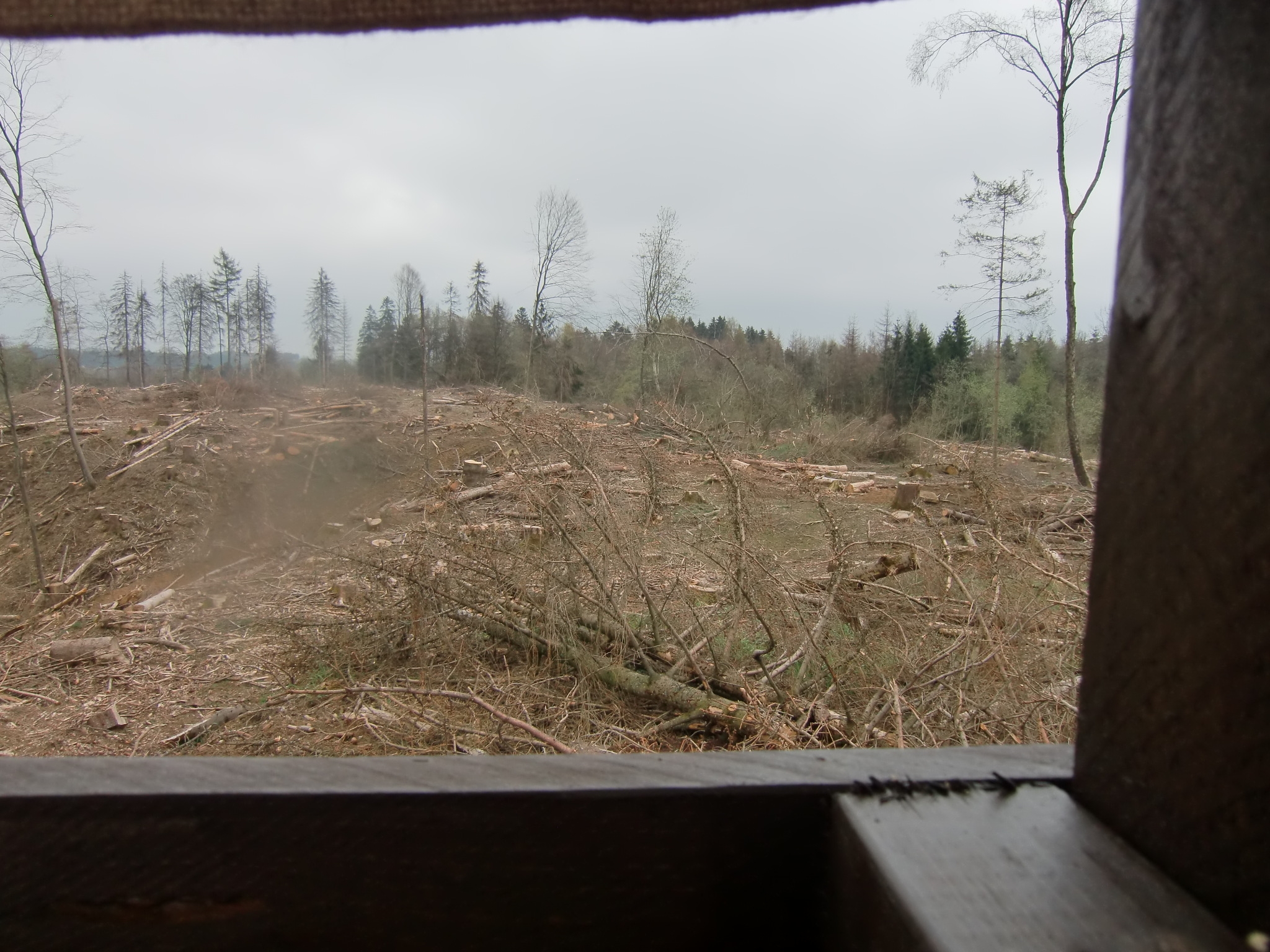 Blick von Ansitzleiter auf eine Naturverjüngungsfläche