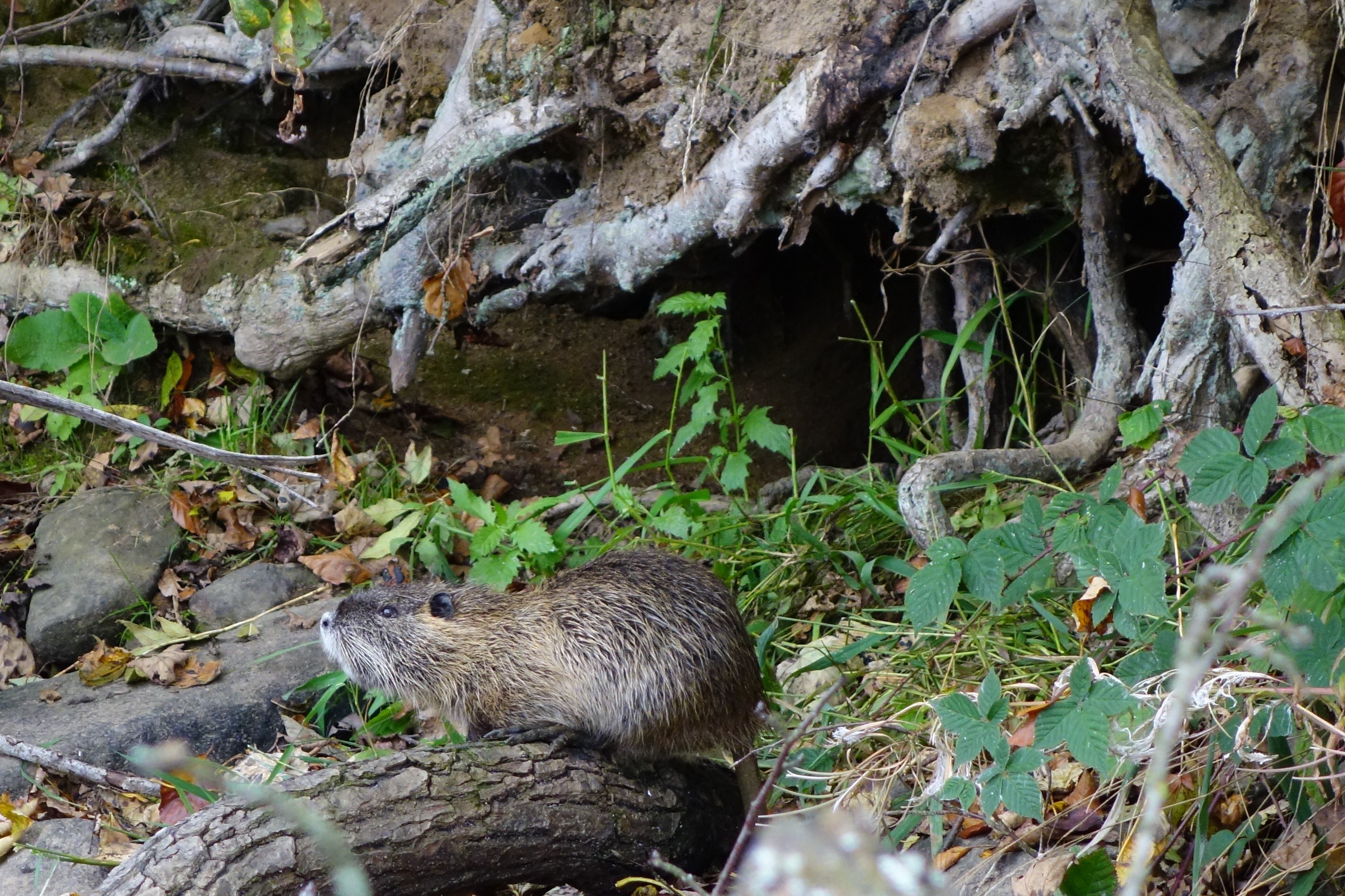 Nutria vor Dammschaden