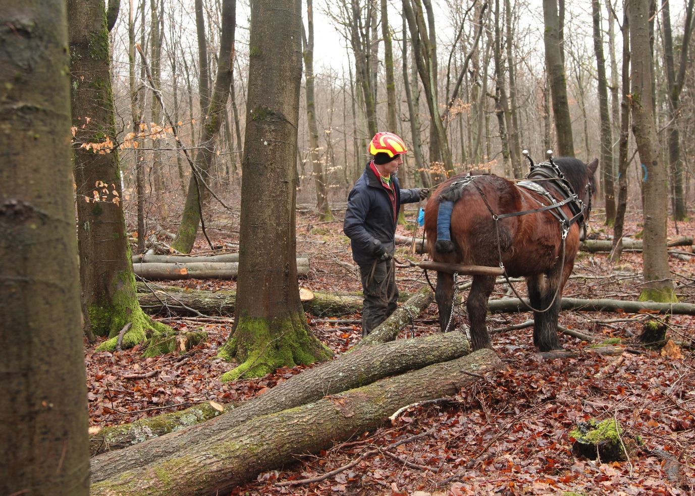 Mann mit Pferd beim Holzrücken