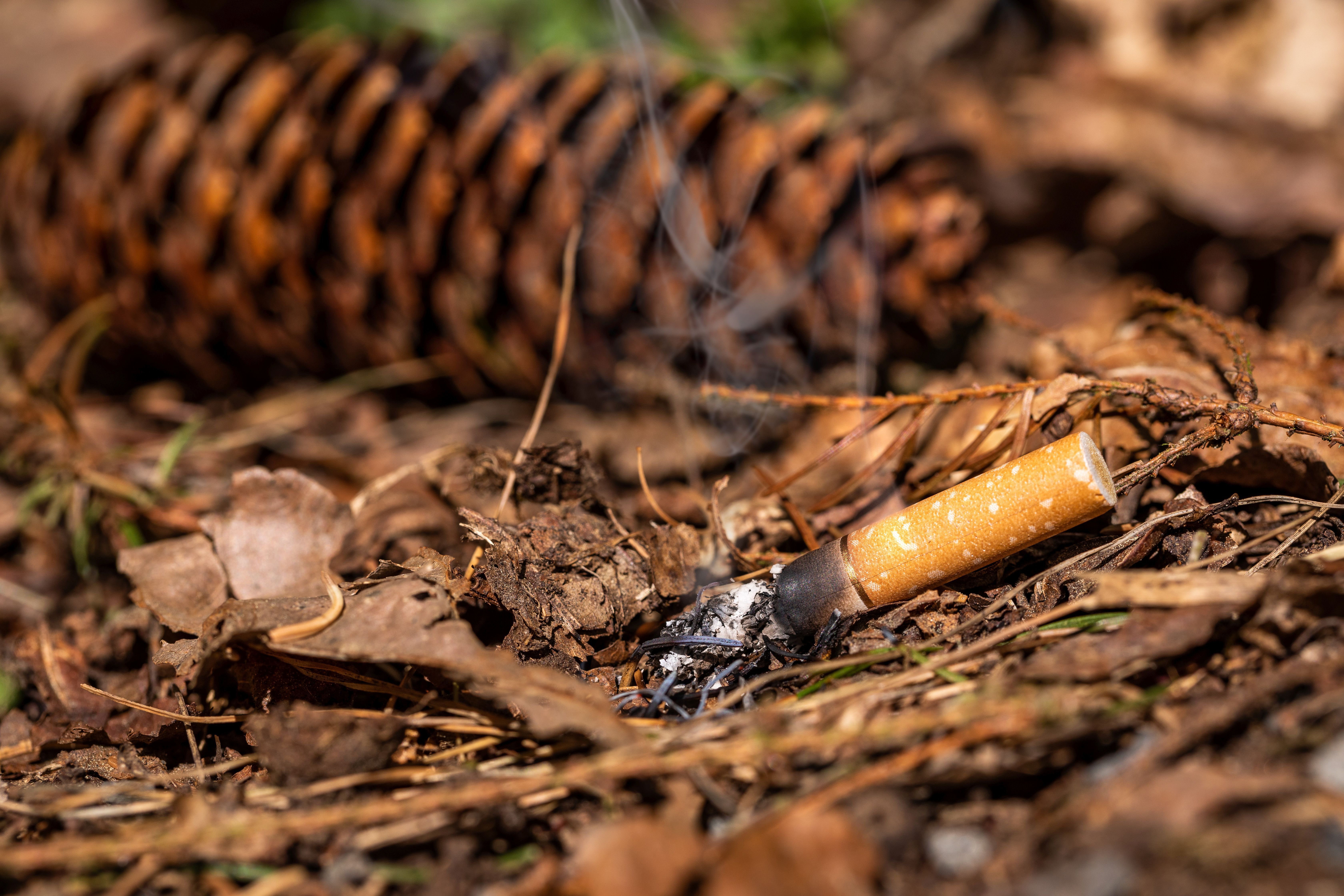Weggeworfene Zigarette löst einen Waldbrand aus