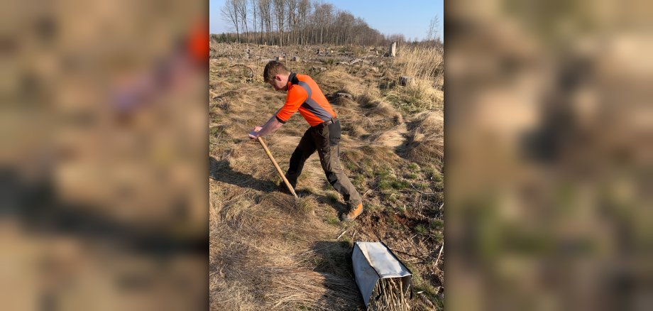 Forstwirtauszubildender pflanzt junge Bäume auf Kahlfläche in Alpenrod / WW