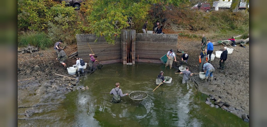 Ehrenamtliche beim Abfischen am Haidenweiher 