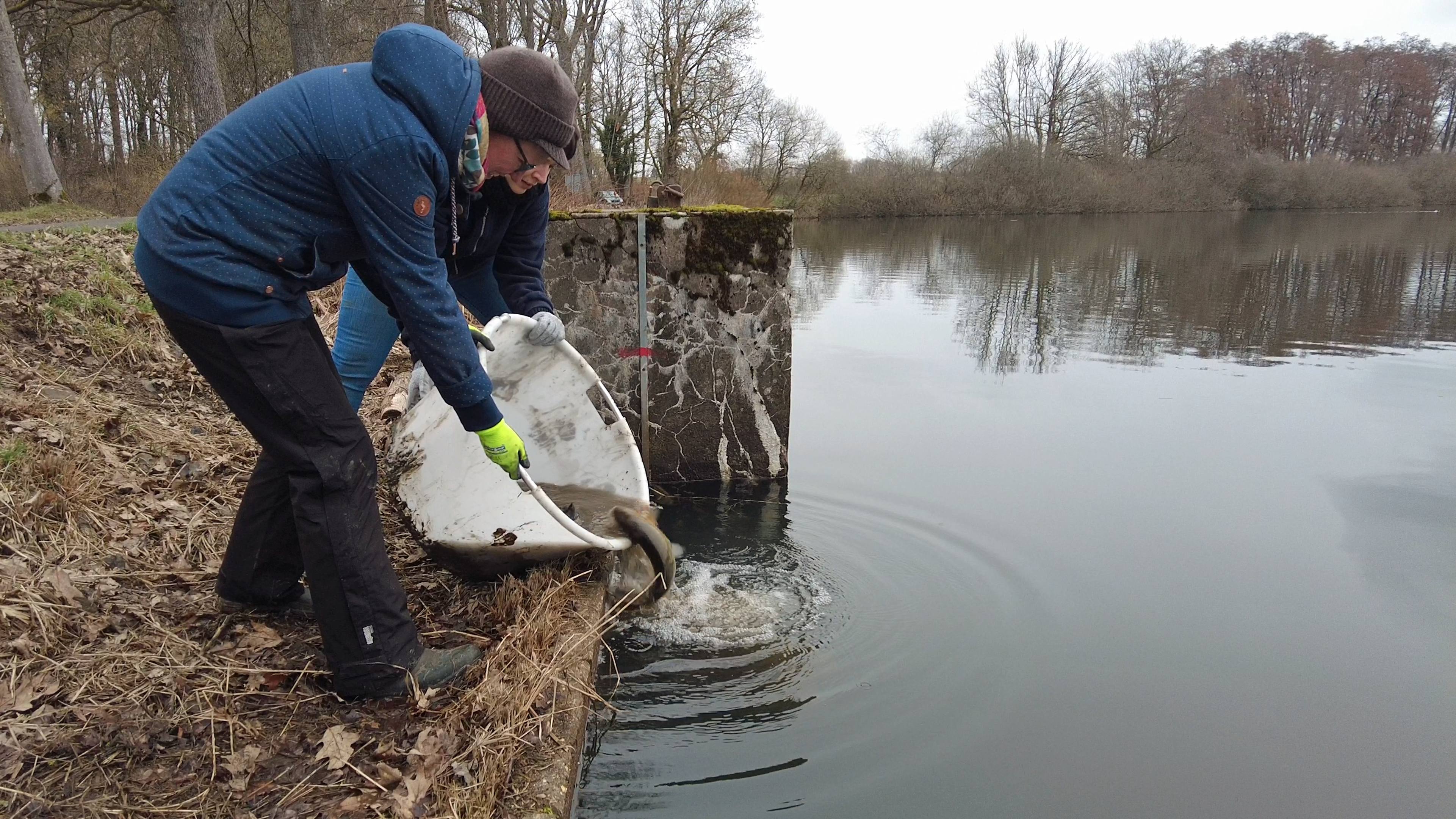 Ehrenamtliche setzen Fische in den Hausweiher zurück