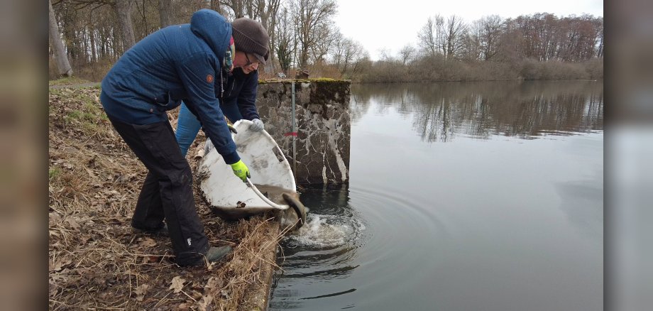 Ehrenamtliche setzen Fische in den Hausweiher zurück