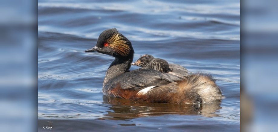 Foto einer Ente