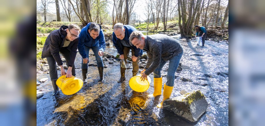Aussetzen von Lachsen in der Nister