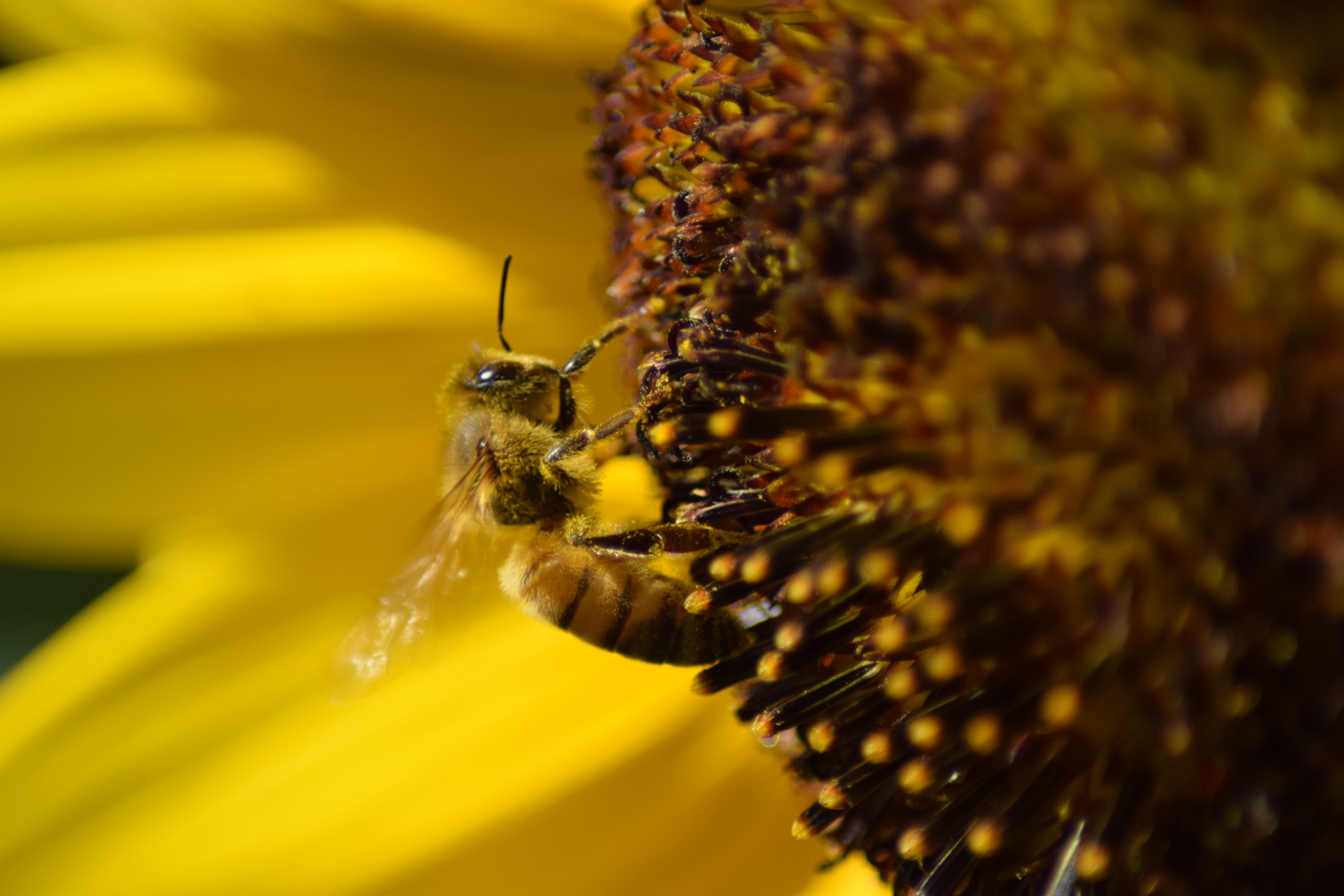 Eine Biene sitzt auf einer Blume