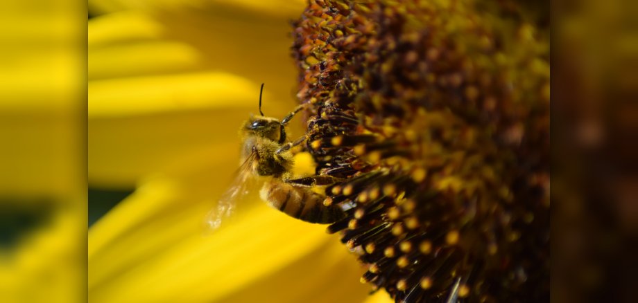 Eine Biene sitzt auf einer Blume