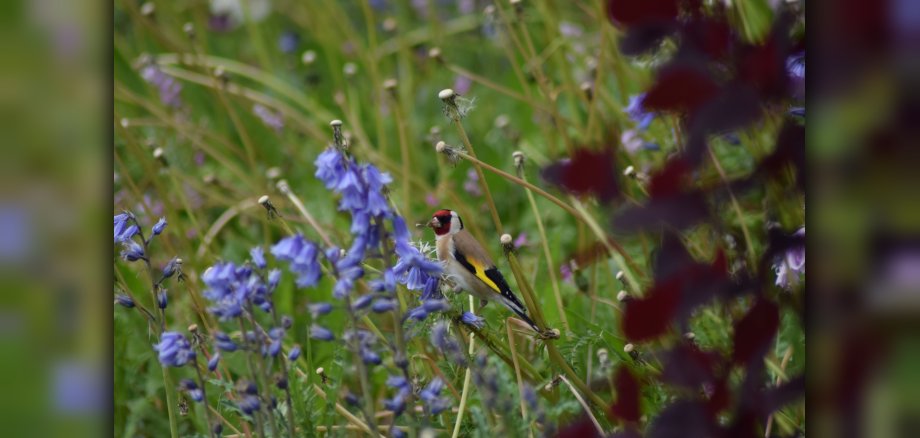 Ein Stieglitz der zwischen Blumen sitzt