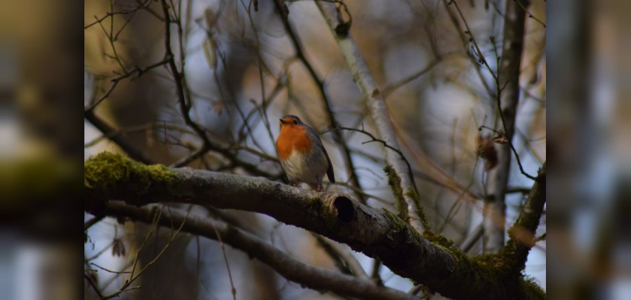 Ein Vogel der auf einem Ast sitzt
