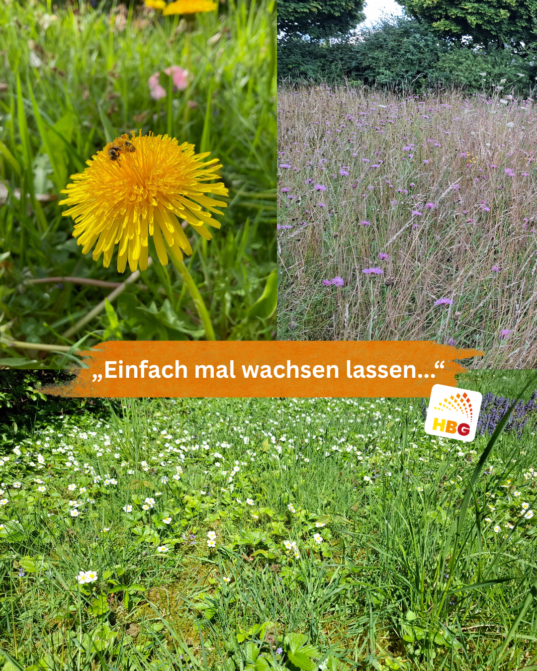 Eine Wiese mit einem Löwenzahn