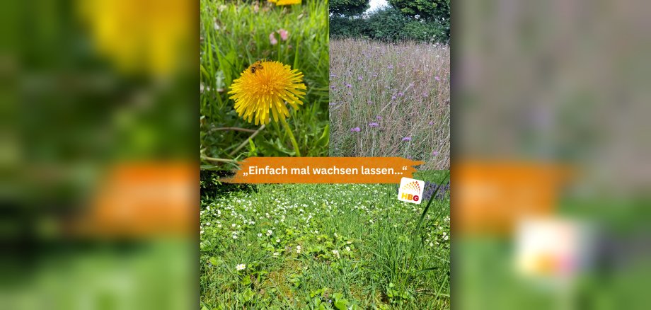 Eine Wiese mit einem Löwenzahn